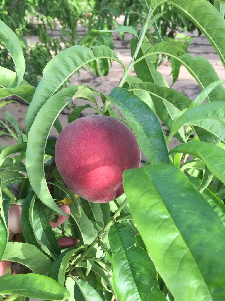 Farms – Over Seas