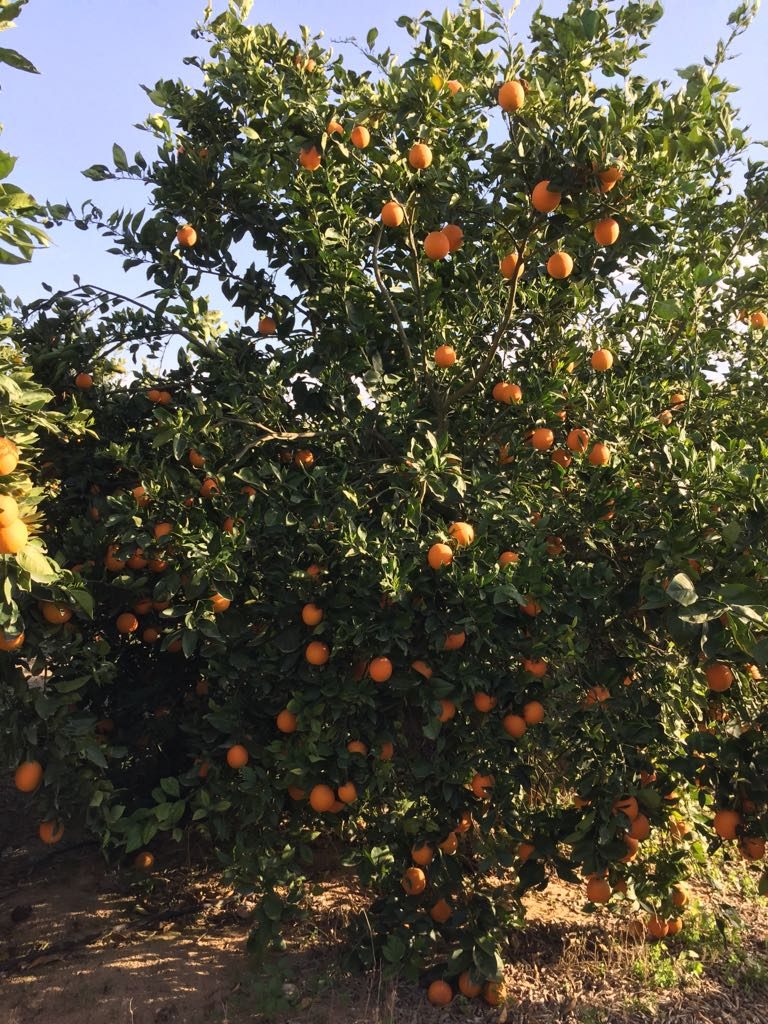 Farms – Over Seas
