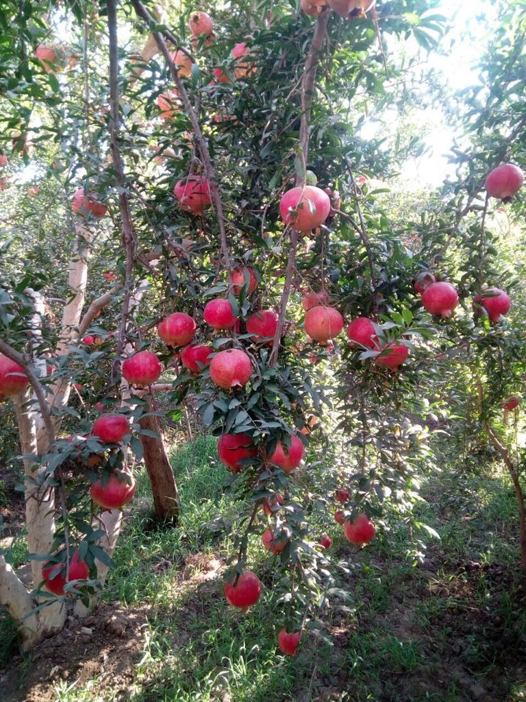 Farms – Over Seas