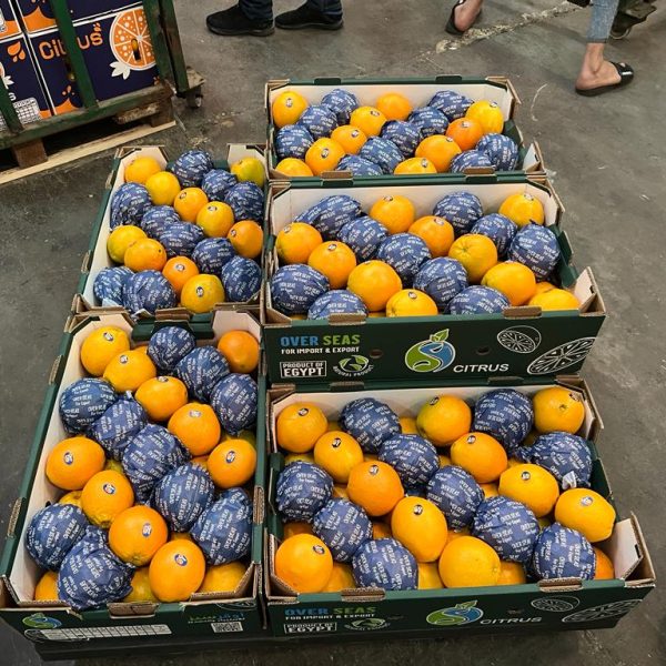 WhatsApp Image 2023-07-22 at 2.58.51 PM (3)